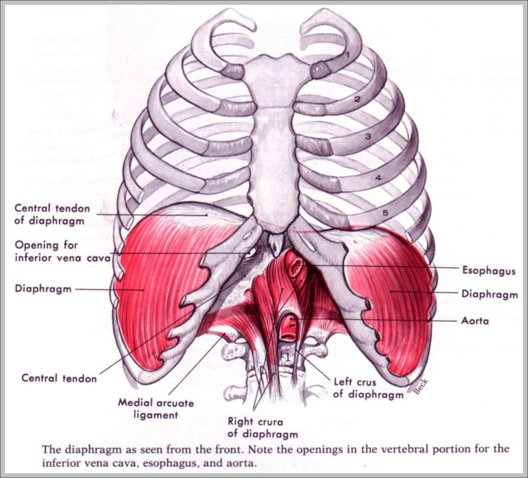 Diaphragm Picture Image Anatomy System Human Body Anatomy Diagram