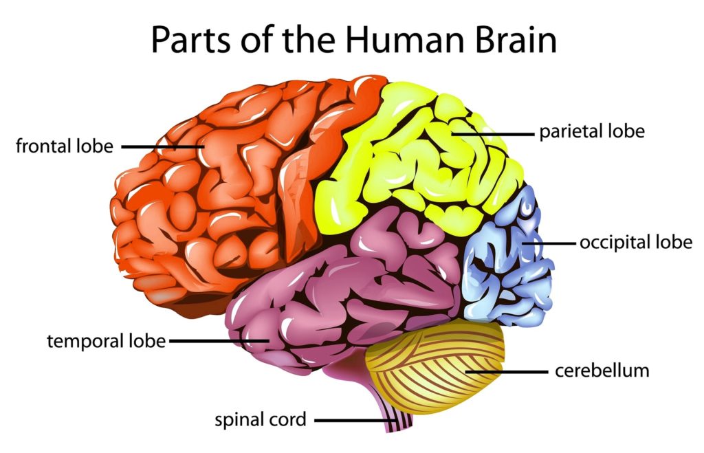 Human Brain Anatomy Examined Anatomy System Human Body Anatomy