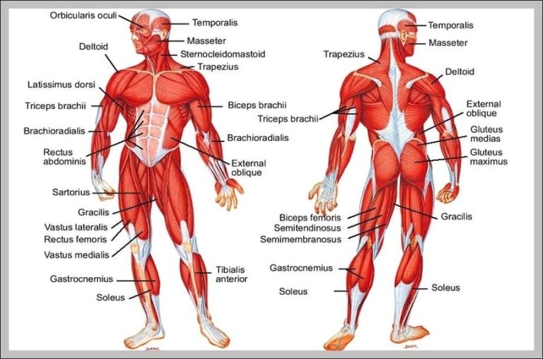 Major Muscles Diagram Image Anatomy System Human Body Anatomy