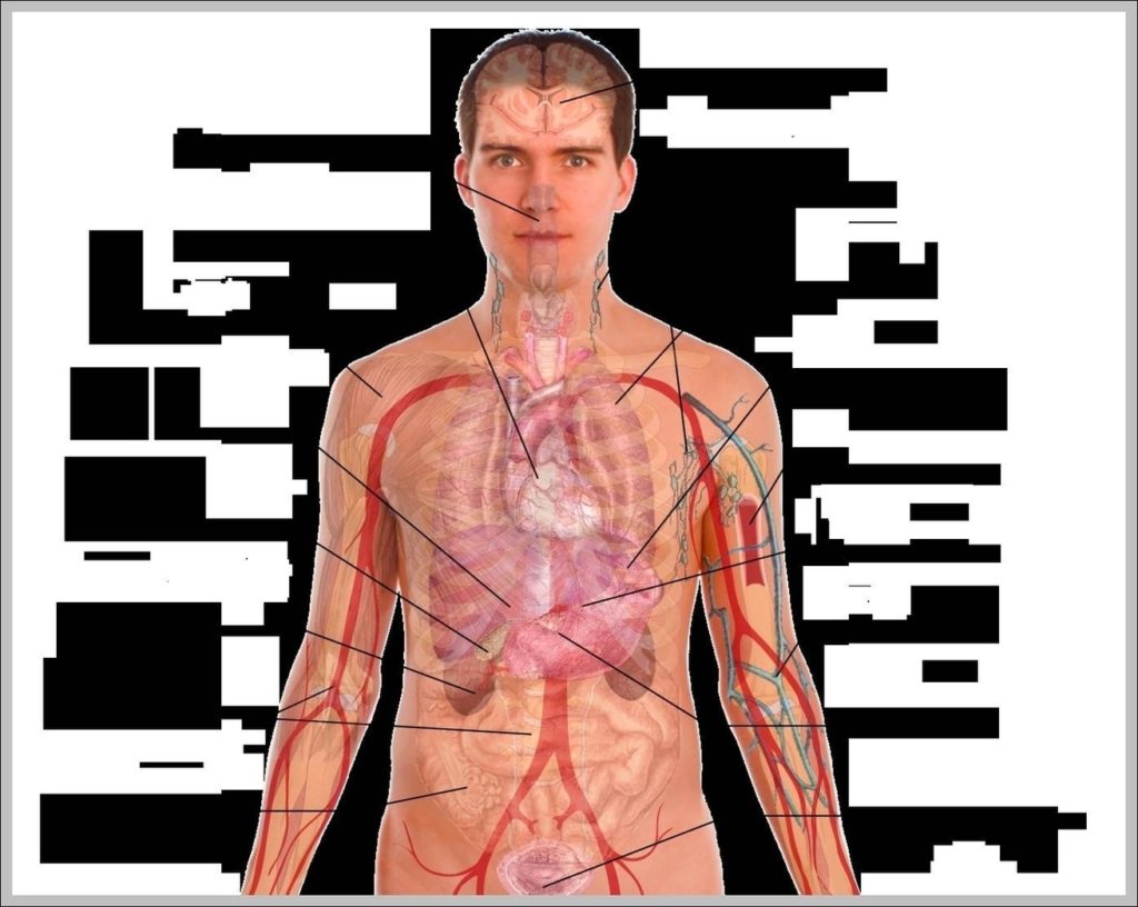 Male Body Organs Diagram Digestive System Human Real Anatomy Body