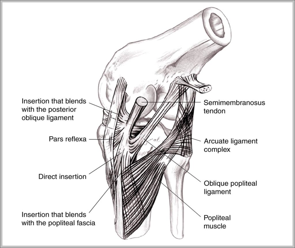 Collateral Anatomy System Human Body Anatomy Diagram And Chart Images