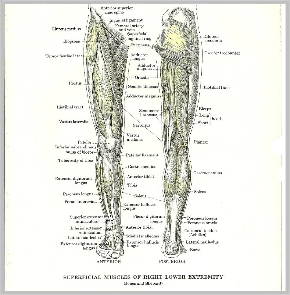 Muscle Diagram Anatomy System Human Body Anatomy Diagram And