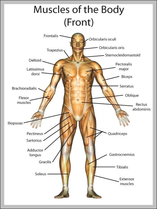muscle diagram | Anatomy System - Human Body Anatomy diagram and chart