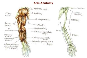 arm anatomy | Anatomy System - Human Body Anatomy diagram and chart images