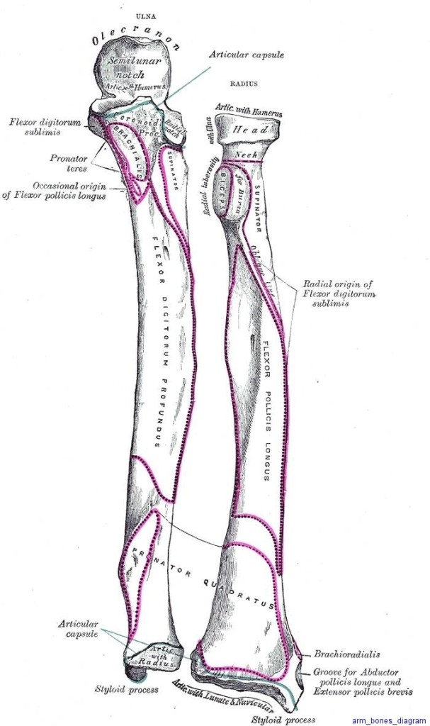 human arm | Anatomy System - Human Body Anatomy diagram and chart images