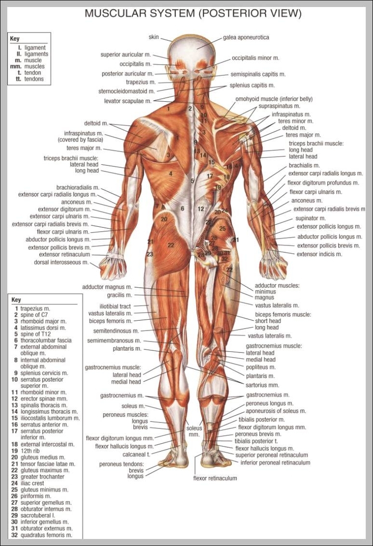 Back Muscles Anatomy Chart