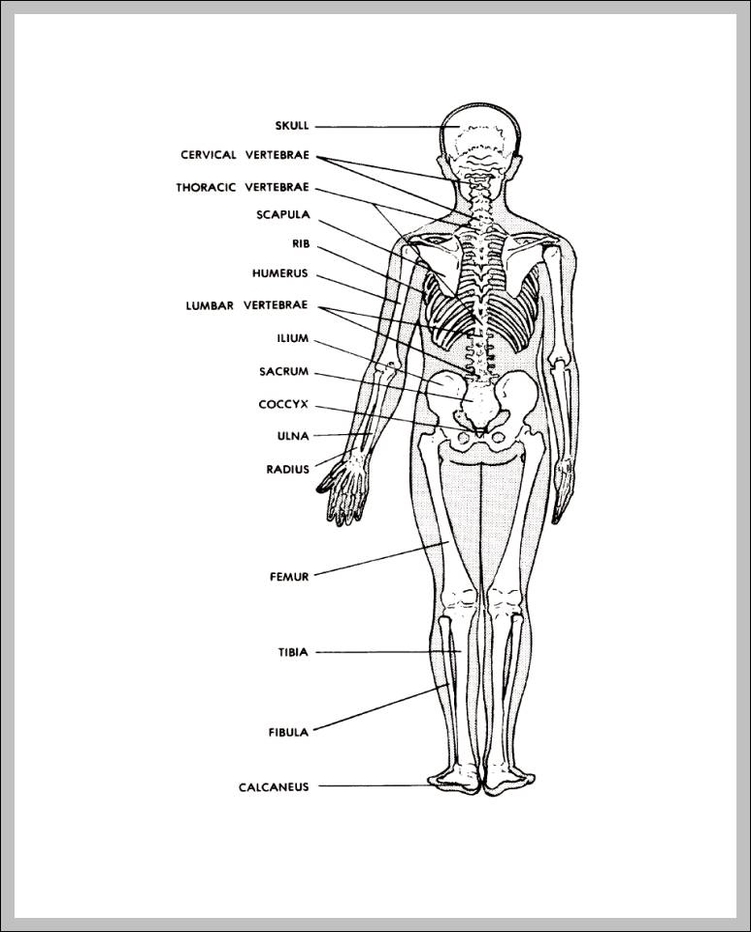 Back Human Bones Labeled : Skeletal System Diagram Types Of Skeletal