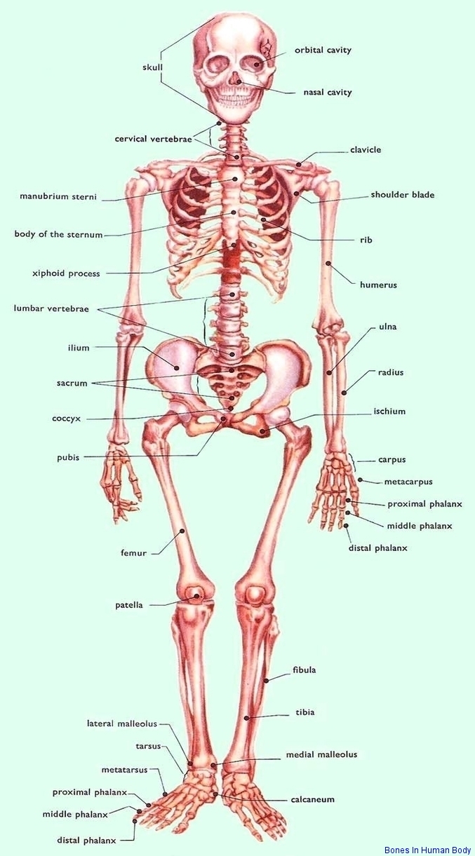 Body Bone Chart