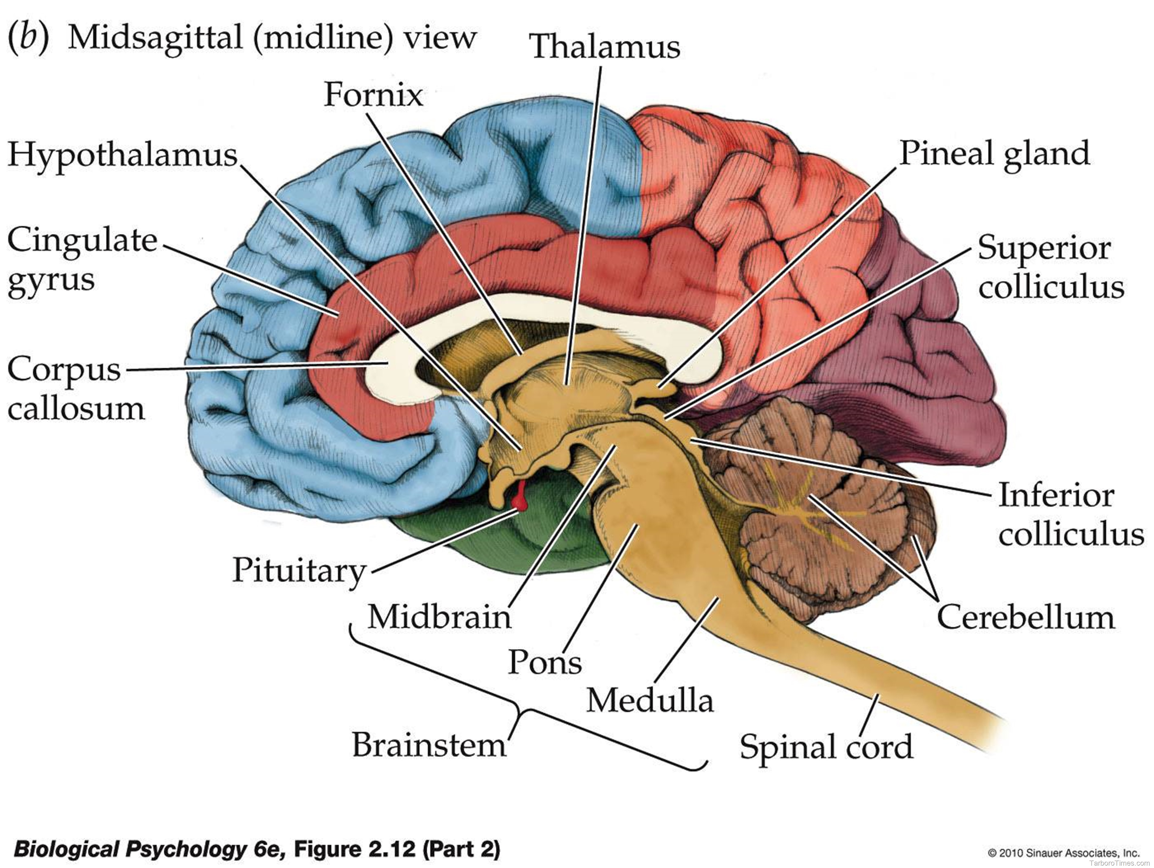 brain diagram | Anatomy System - Human Body Anatomy diagram and chart