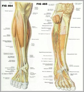 Anatomy System - Human Body Anatomy diagram and chart images | Human