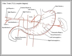 celiac artery branches | Anatomy System - Human Body Anatomy diagram