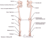 diagram leg bones anatomy | Anatomy System - Human Body Anatomy diagram