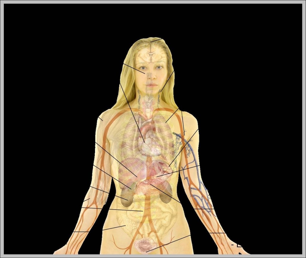 Anatomy System - Human Body Anatomy diagram and chart images | Human