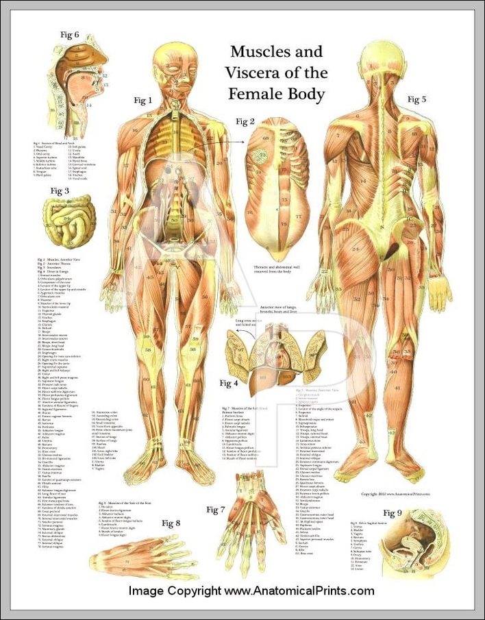 Female Muscle Anatomy Chart Anatomy System Human Body Anatomy Diagram And Chart Images