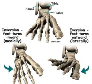 foot bones | Anatomy System - Human Body Anatomy diagram and chart images