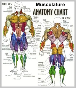 Anatomy System - Human Body Anatomy diagram and chart images | Human