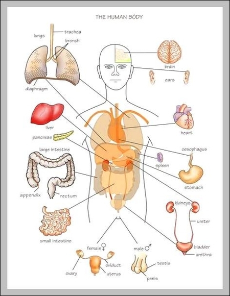 31 Human Body Parts With Label - Labels Database 2020