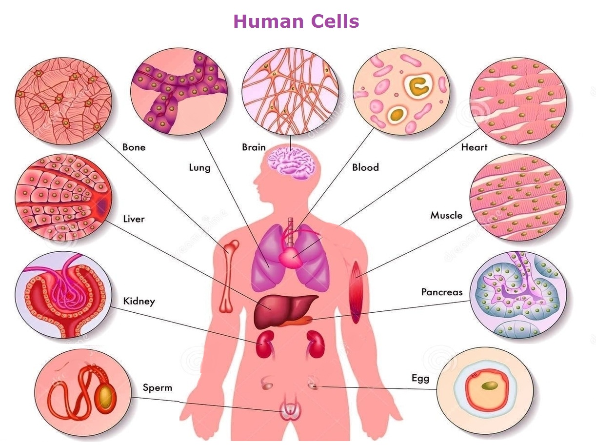 Human Body Cells Anatomy System Human Body Anatomy Diagram And Chart Images