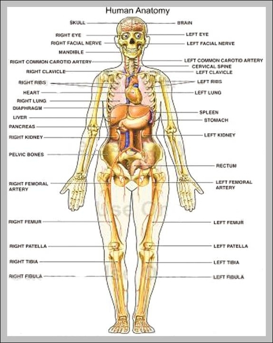 Anatomical Chart Of The Human Body