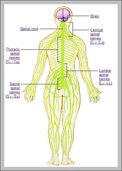Nerves In Body Chart