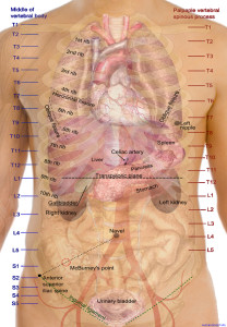 human body parts | Anatomy System - Human Body Anatomy diagram and