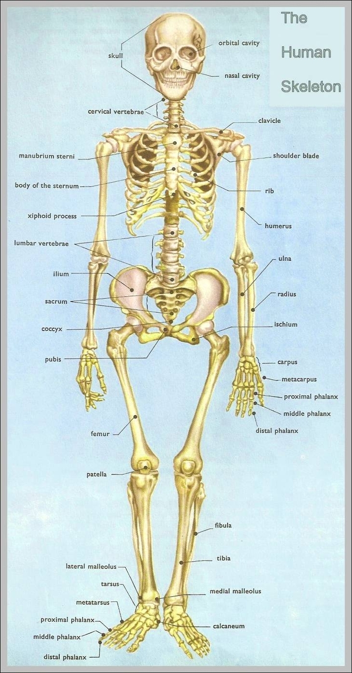 Parts of the Skeletal System Labeled Skeleton anterior view