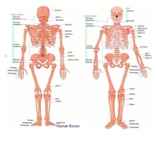 Human Bone Anatomy Chart