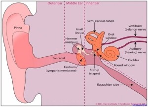 human ear | Anatomy System - Human Body Anatomy diagram and chart images