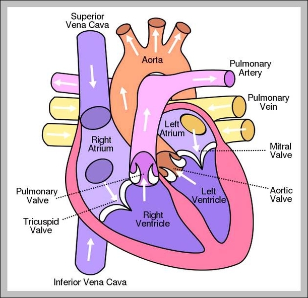 Anatomy System - Human Body Anatomy diagram and chart ...