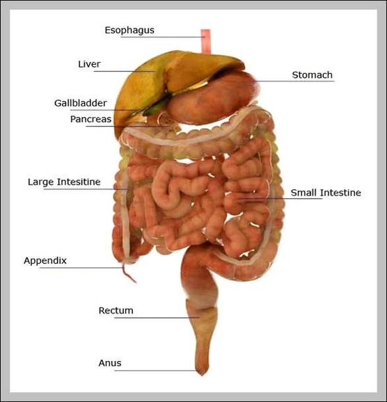 Human Organs Labeled Anatomy System Human Body Anatomy Diagram