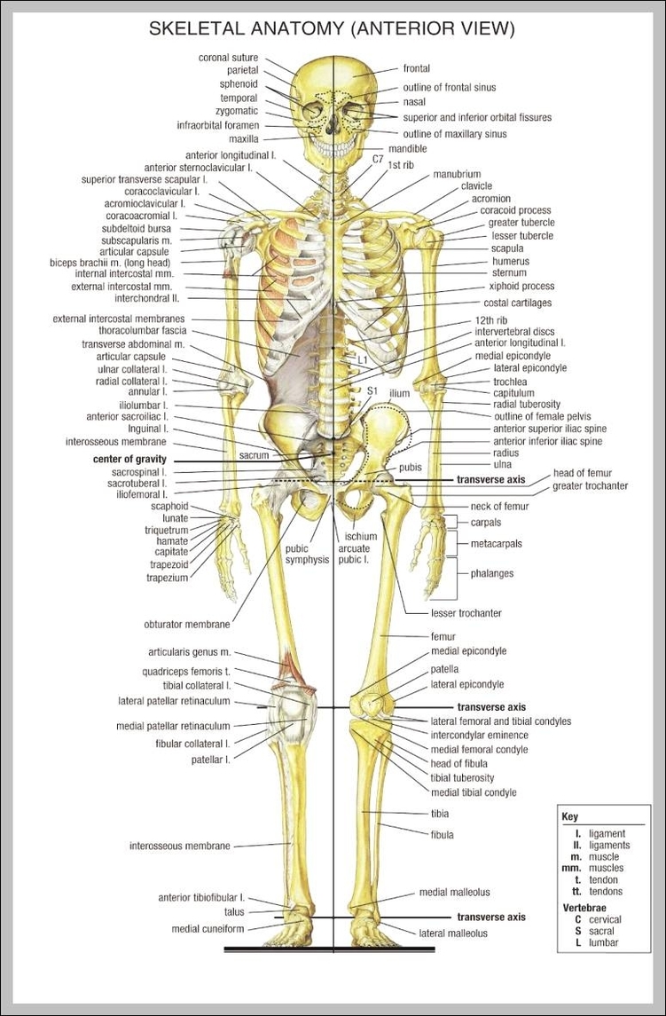 Diagram Of The Human Skeleton With Labels