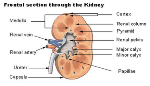kidney diagram | Anatomy System - Human Body Anatomy diagram and chart