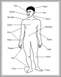Anatomy System - Human Body Anatomy diagram and chart images | Human