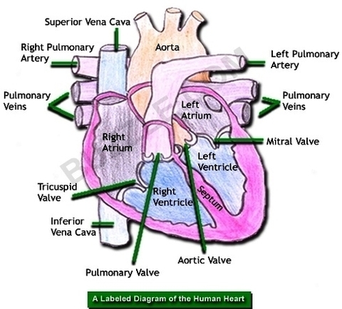 labeled diagram of human heart | Anatomy System - Human Body Anatomy