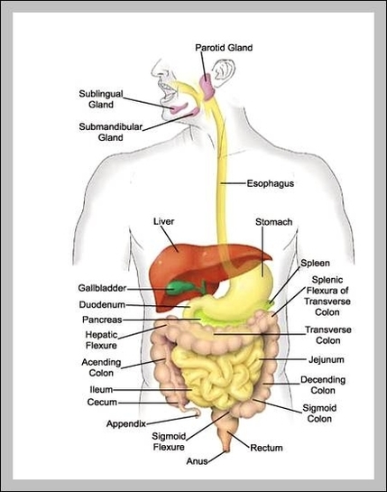 Labled Diagram Of The Digestive System - Atkinsjewelry