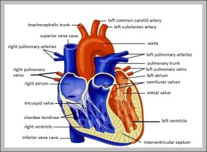 human heart | Anatomy System - Human Body Anatomy diagram and chart images