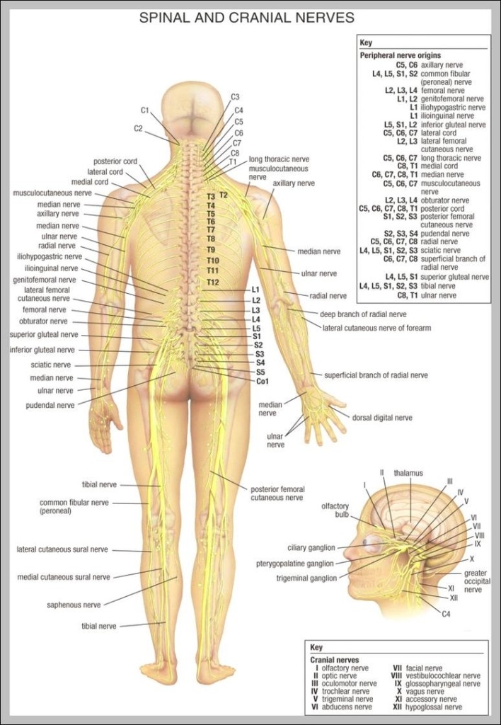 Lower Back Anatomy Diagram 7441125 Anatomy System Human Body