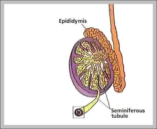 male epididymis | Anatomy System - Human Body Anatomy diagram and chart