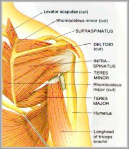 Muscles | Anatomy System - Human Body Anatomy diagram and chart images