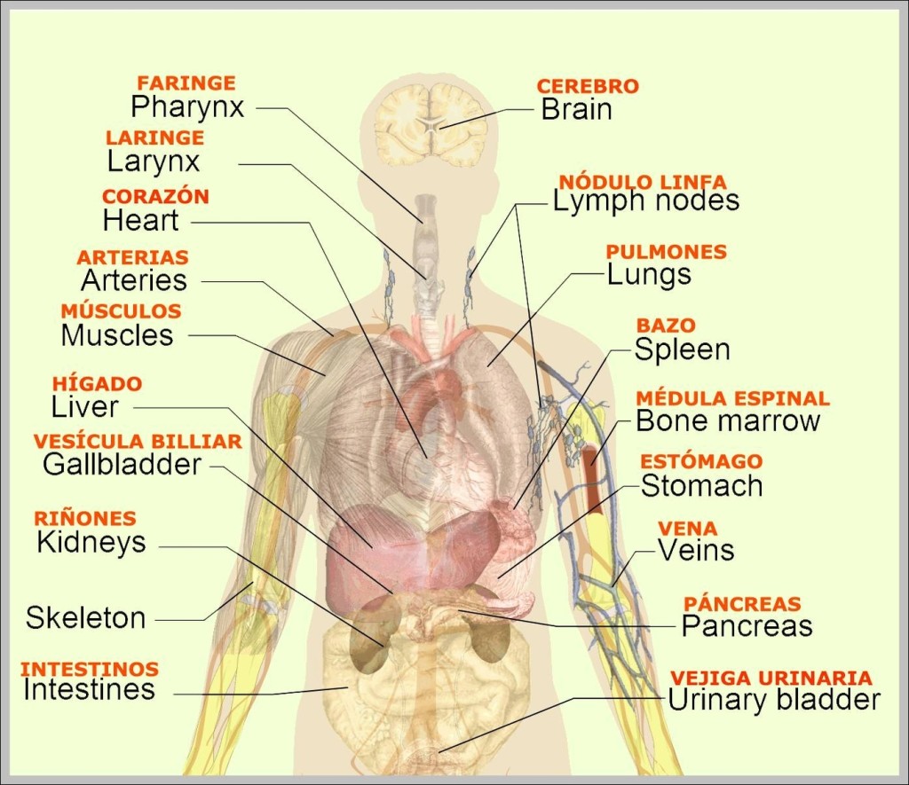 diagram of human organs