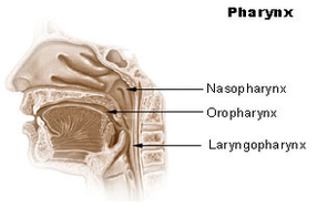 pharynx diagram | Anatomy System - Human Body Anatomy diagram and chart