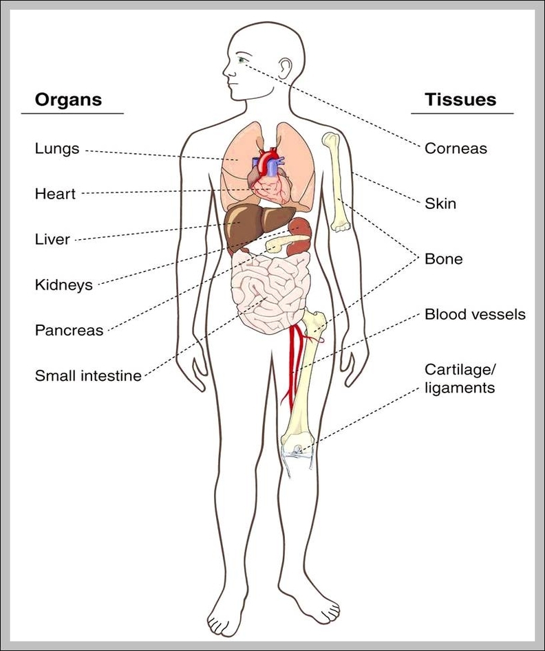 Human Organ Chart