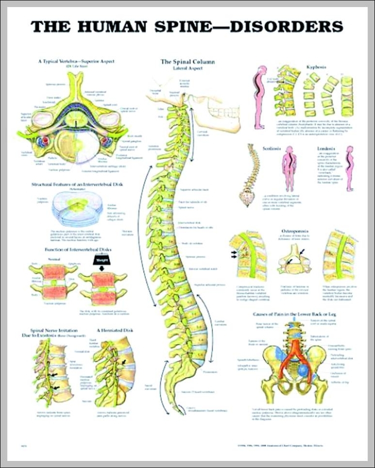 34 The Human Spine Diagram - Wiring Diagram List