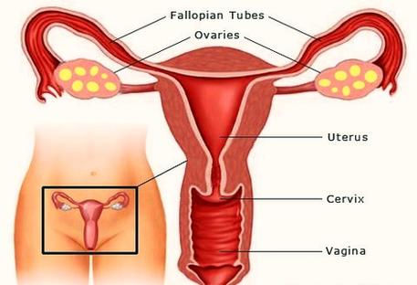 The Female Body Chart
