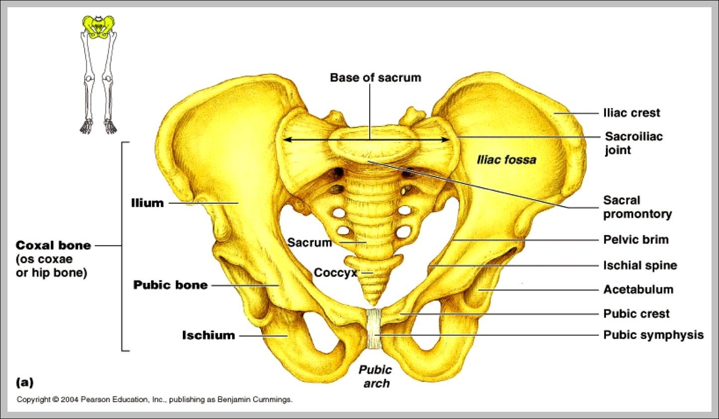 pelvic skeleton labeled