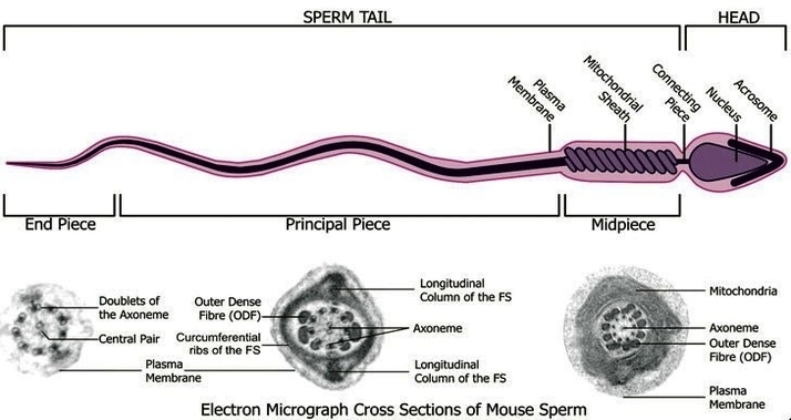 Treatment for poor sperm motility