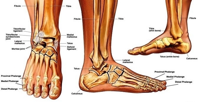sprained ankle | Anatomy System - Human Body Anatomy diagram and chart