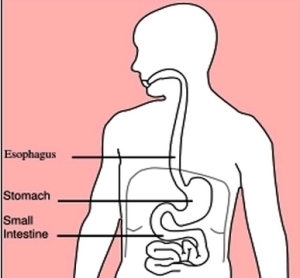 Internal Organs | Anatomy System - Human Body Anatomy diagram and chart