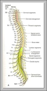 t10 vertebrae | Anatomy System - Human Body Anatomy diagram and chart