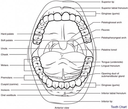 Teeth Chart Anatomy System Human Body Anatomy Diagram And